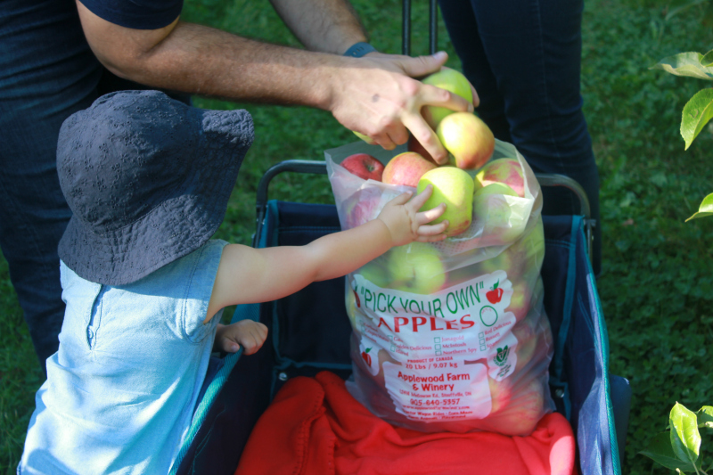 Apple Picking in the Greater Toronto Area