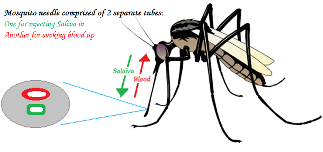 Did You Know !!! Did you know Why Mosquito can not transmit HIV