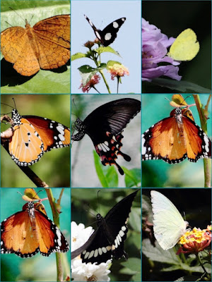 "Butterflies,all types and sizes flit on the hillsides of Abu"