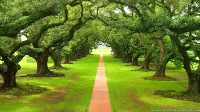 Beautiful Track between Trees