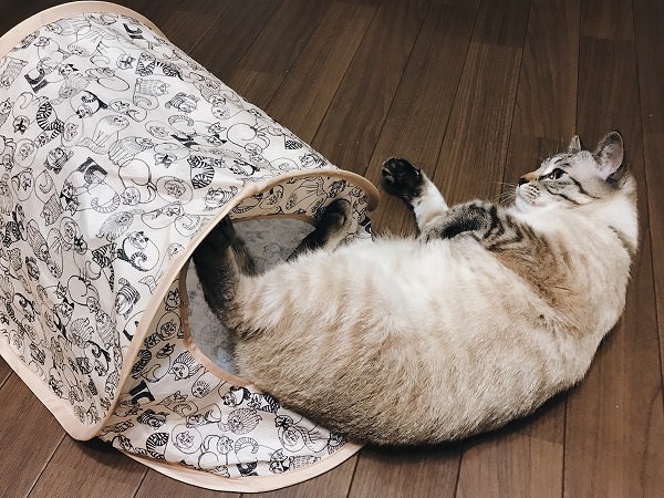 仰向けになってテントを蹴ってるシャムトラ猫