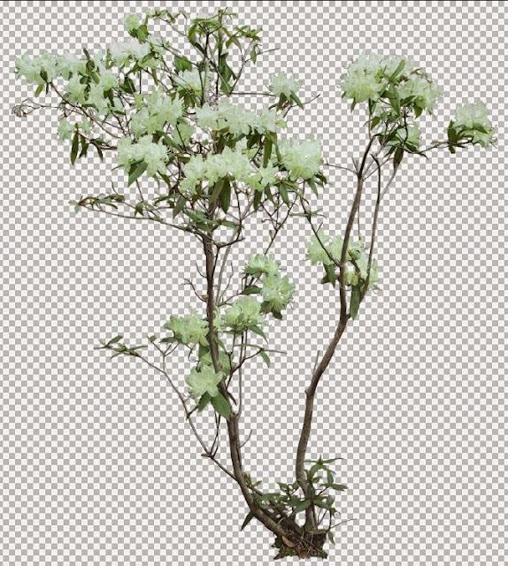 flower trees photoshop