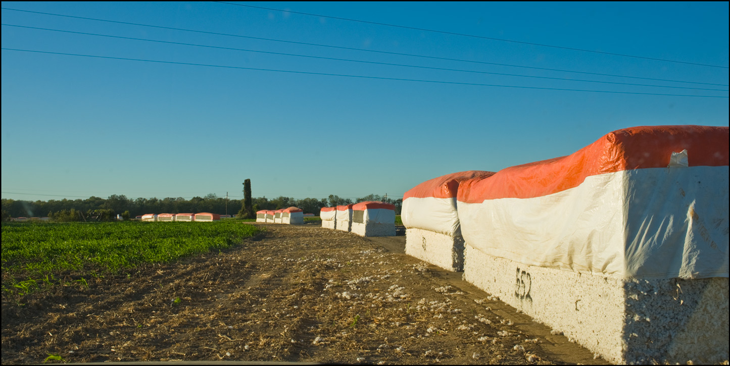 Shooting Cotton in Waterproof Louisiana