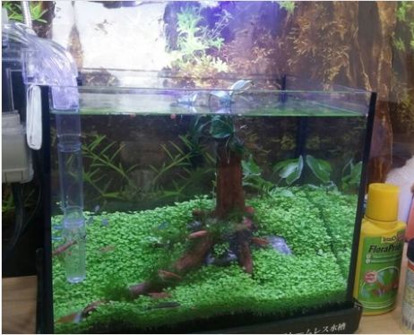 Kisaran Harga Aquascape Mini Murah Meriah Di Toko Sebelah