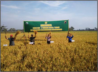 PANEN RAYA PADI MT I DI DESA MOJODOYONG KEC. KEDAWUNG