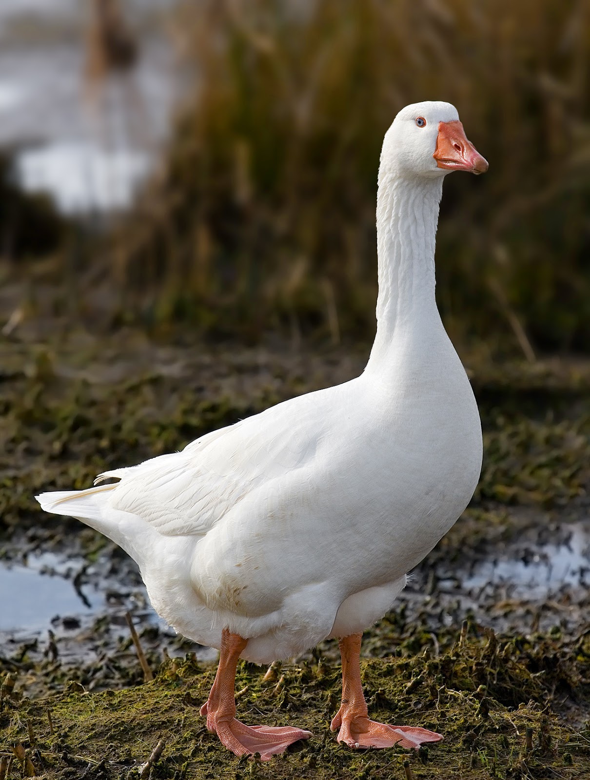 Rosa Rubicondior: Unintelligent Design - Silly Goose!