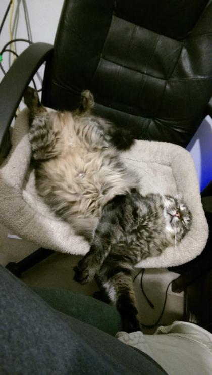 Смешной кот спит на кресле 
