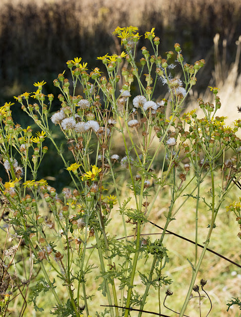 Ragwort, Senecio jacobaea, on the Hawkwood Estate, 30 August 2016 Ragwort, Senecio jacobaea, on the Hawkwood Estate, 30 August 2016