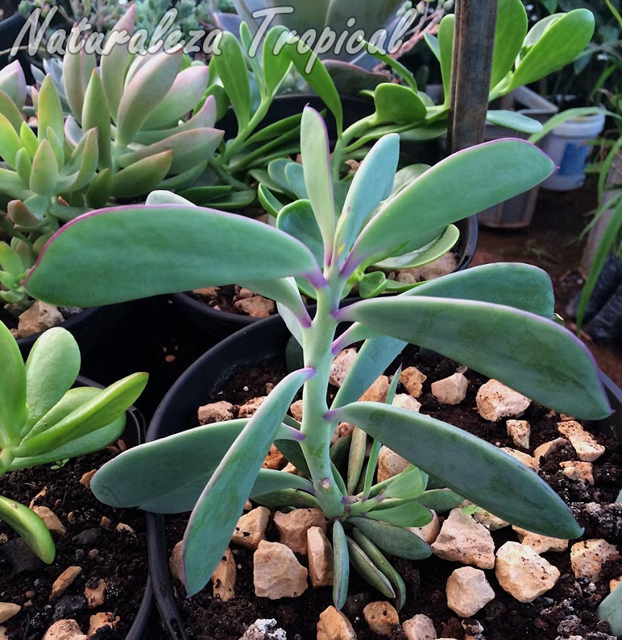 Vista lateral de la planta suculenta Senecio crassissimus