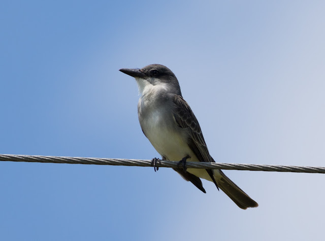 Gray Kingbird - Josie Billie Highway, Florida Gray Kingbird - Josie Billie Highway, Florida