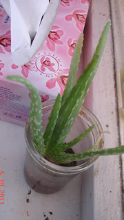 Aloe Vera - Aloe Barbadensis Miller