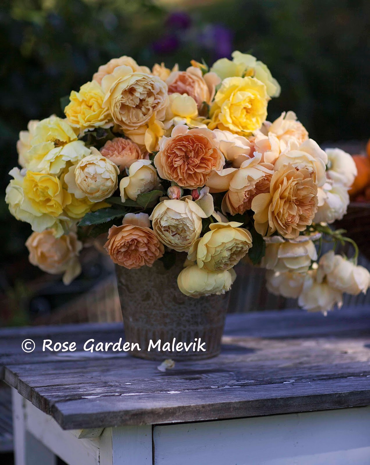 Rose garden malevik: rosor och pumpor ~ roses and pumpkins