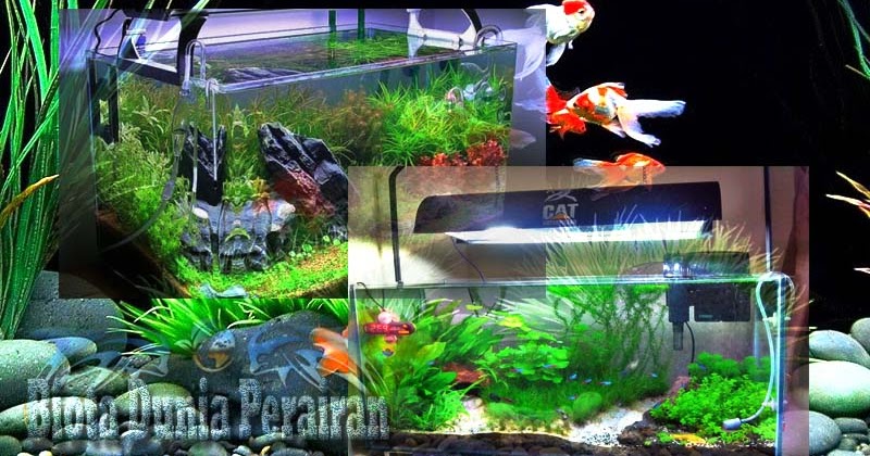 7 Langkah Mudah Instalasi Dan Penataan Akuarium Ikan Di Dalam