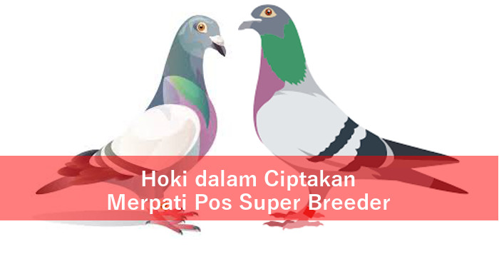 Inilah Hoki Dalam Ciptakan Merpati Pos Super Breeder Burung Merpati