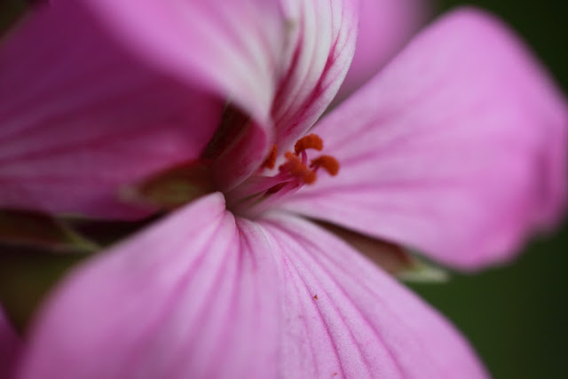 Pink Geranium satamens