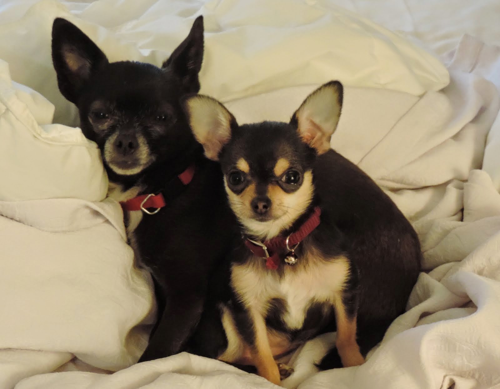 Our Chi's - Cheyenne and Jet