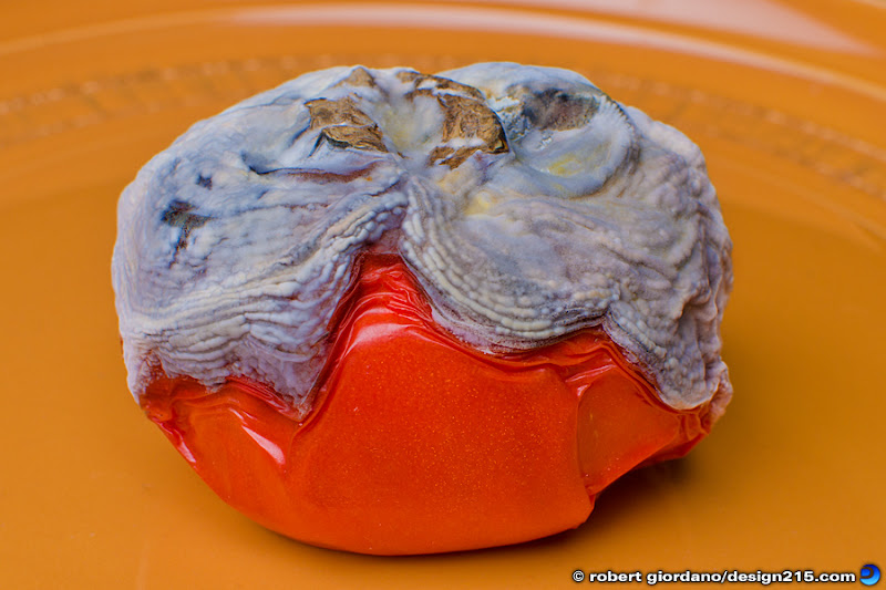 photo of a rotten tomato, Copyright 2011 Robert Giordano