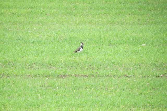 A lapwing standing in a field of short grass.