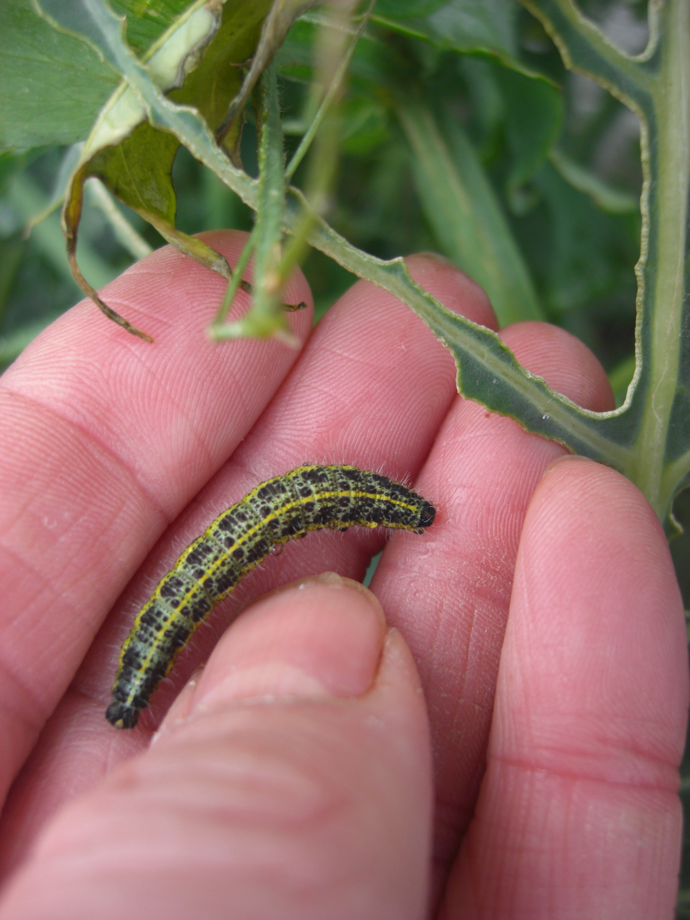 Gardening Matters Frost Hardy Caterpillars