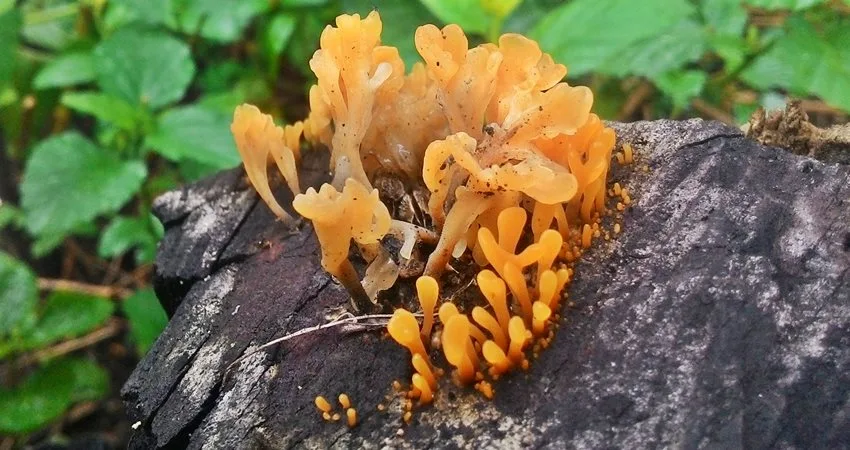 jamur kuning
