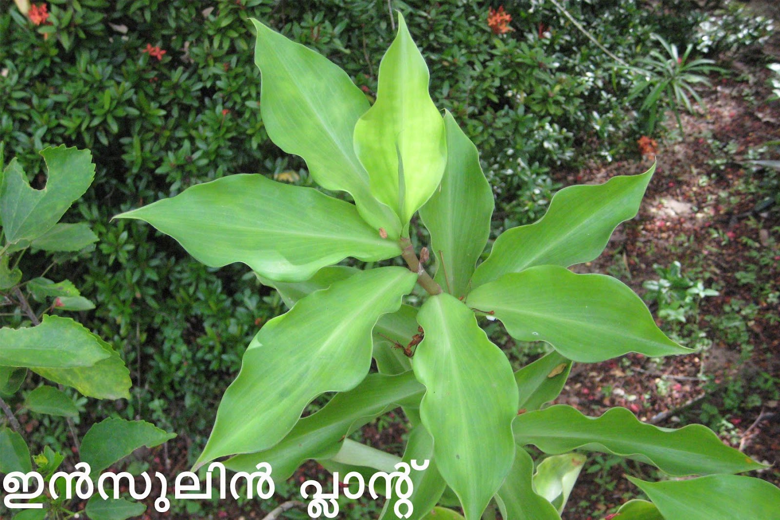 Ayurvedic Medicinal Plants in Kerala