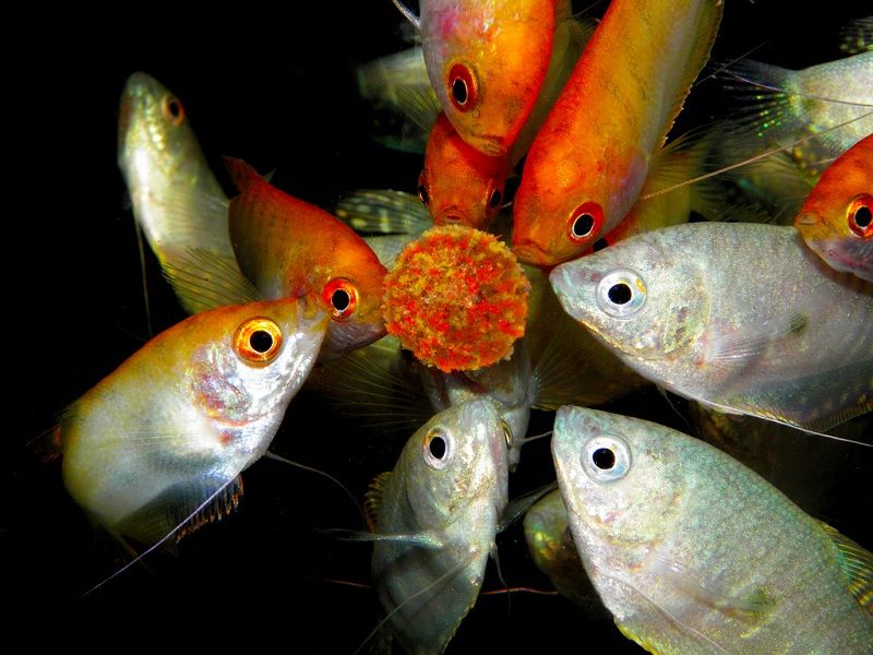 Gambar Makanan Ikan Sepat