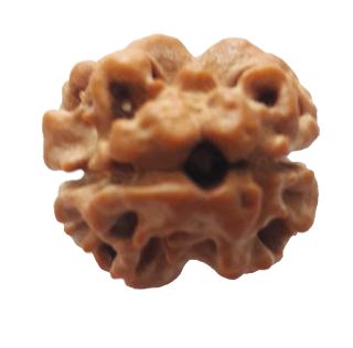 Do_Mukhi_Rudraksha