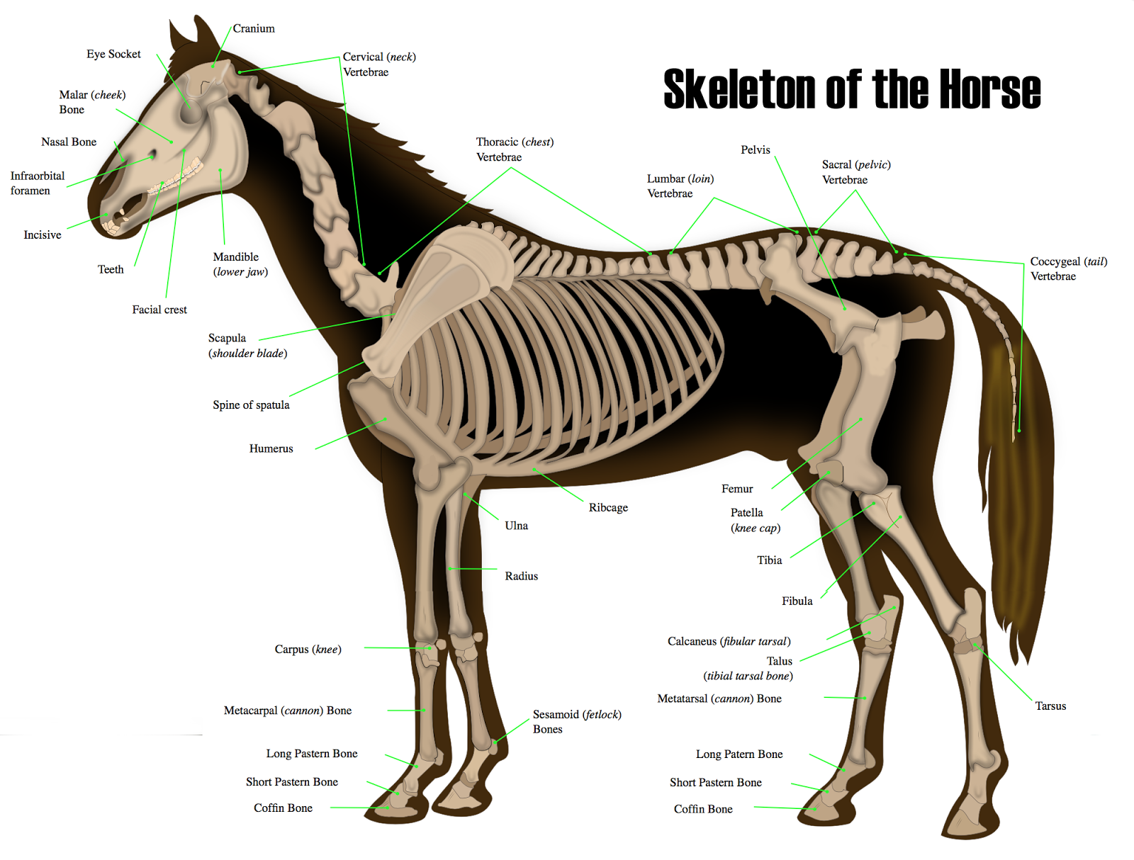 Mare Horse Anatomy