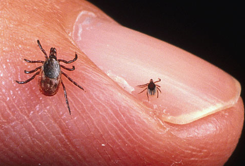 Chigger Bite Remedy Treatment Chigger Bite Remedy Treatment