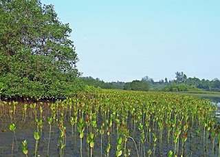 Gambar Makhluk Hidup di Tumbuhan