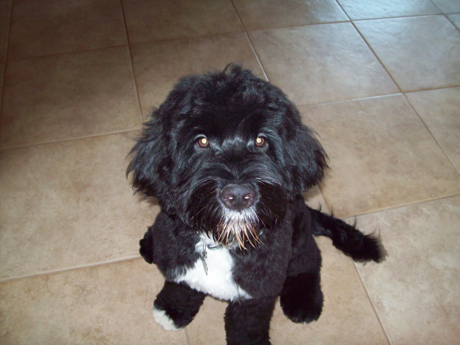 Our family's Portuguese Water Dog