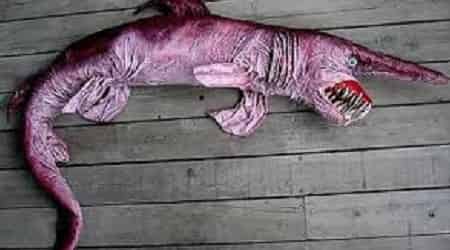 Goblin Shark Binatang Aneh Didunia
