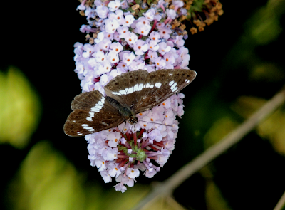 Limenitis camilla sobre Buddleja davidii, anverso Limenitis camilla sobre Buddleja davidii, anverso