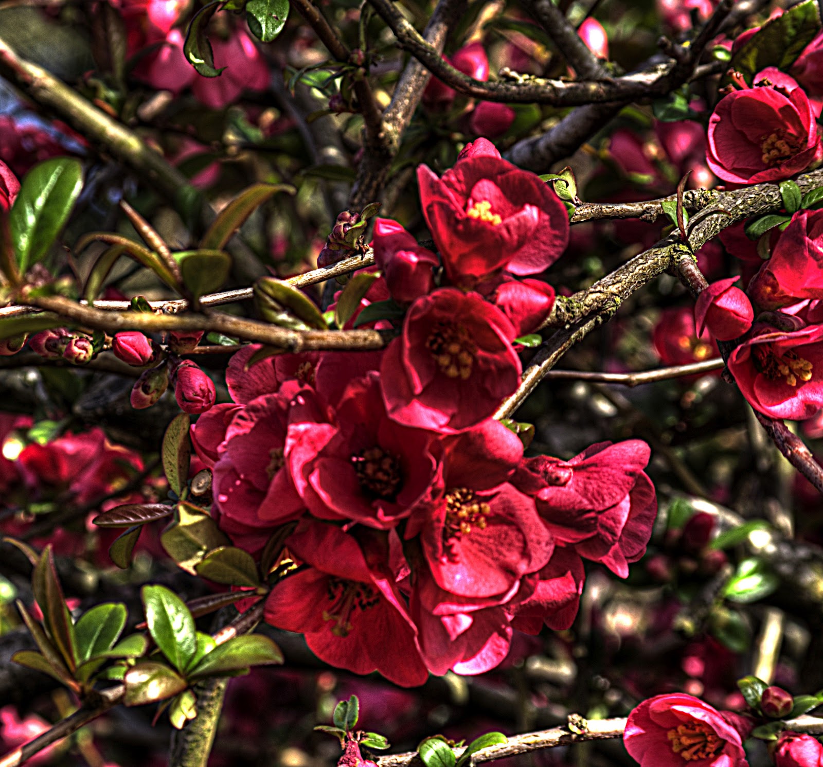 Thom Zehrfeld Photography Flowering Quince