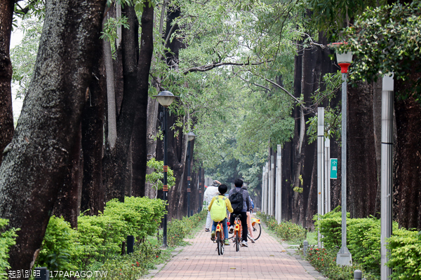 台中南區|興大綠園道|綠川河畔風鈴木|台中最長洋紅風鈴木步道|江川公園 台中南區|興大綠園道|綠川河畔風鈴木|台中最長洋紅風鈴木步道|江川公園