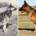 Here's what popular dog breeds looked like before and after 100 years of breeding