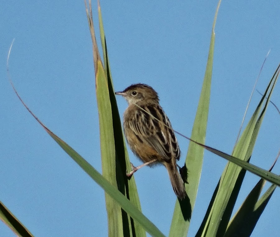 Cisticola juncidis