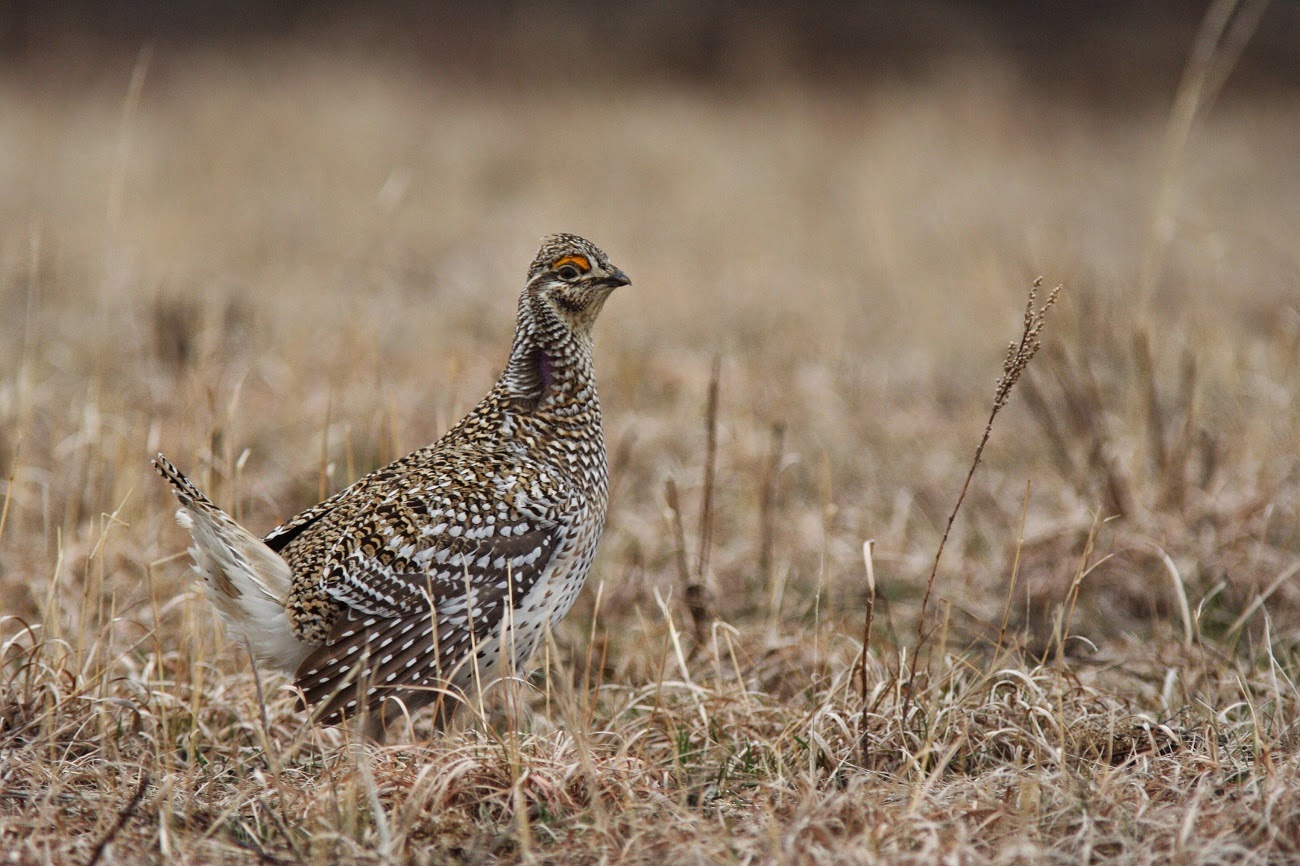 One Thousand Days in Nature Sharptailed Grouse