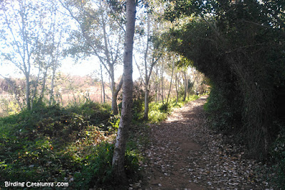 Camí riu Gaià Camí riu Gaià