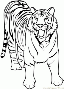 Mewarnai Gambar Harimau | Mewarnai Gambar Mewarnai Gambar Harimau | Mewarnai Gambar