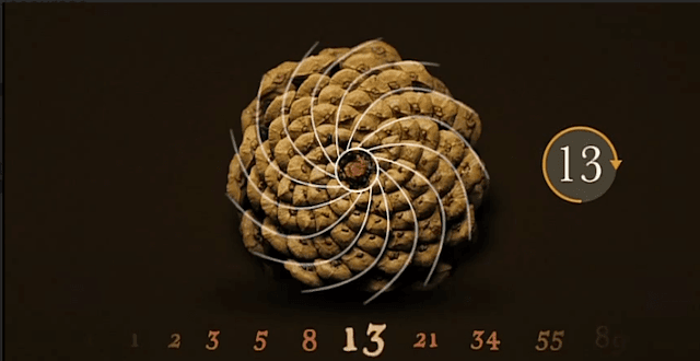 fibonacci-pine-cone