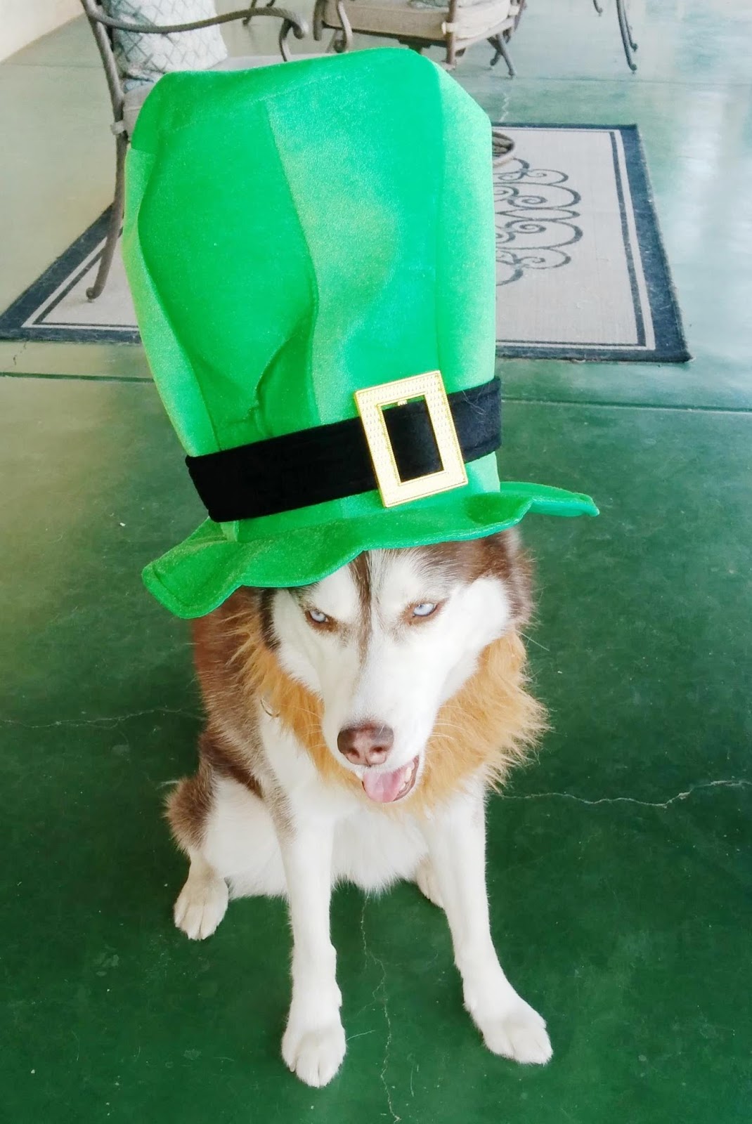 Dogs Luv Us and We Luv Them Irish Dogs That Say Happy Saint Patrick's Day!