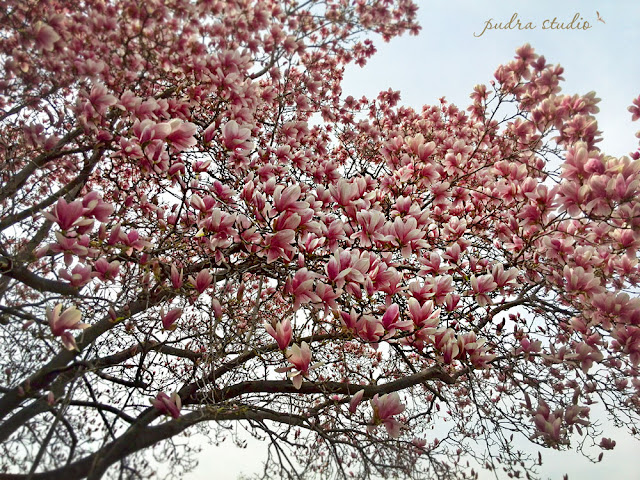 Magnolia, spring, Seoul, South Korea