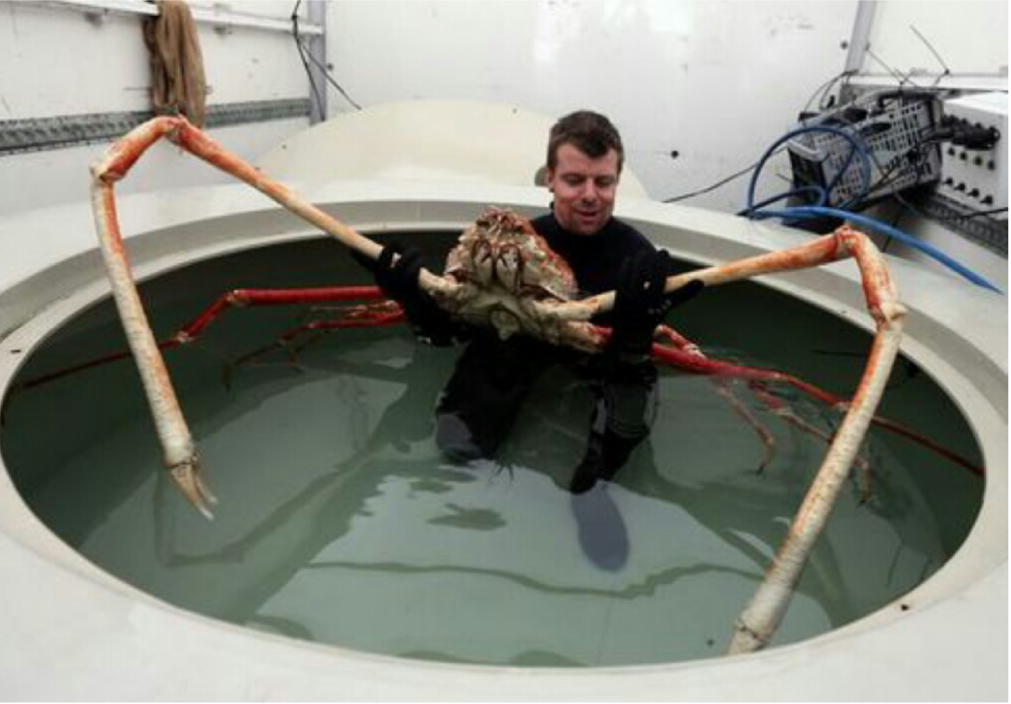 Bilderesultat for coconut crabs on christmas island
