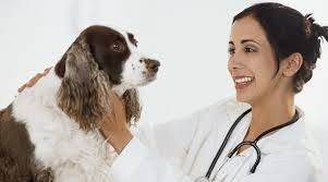 Cómo cuidar a su perro Cómo cuidar a su perro