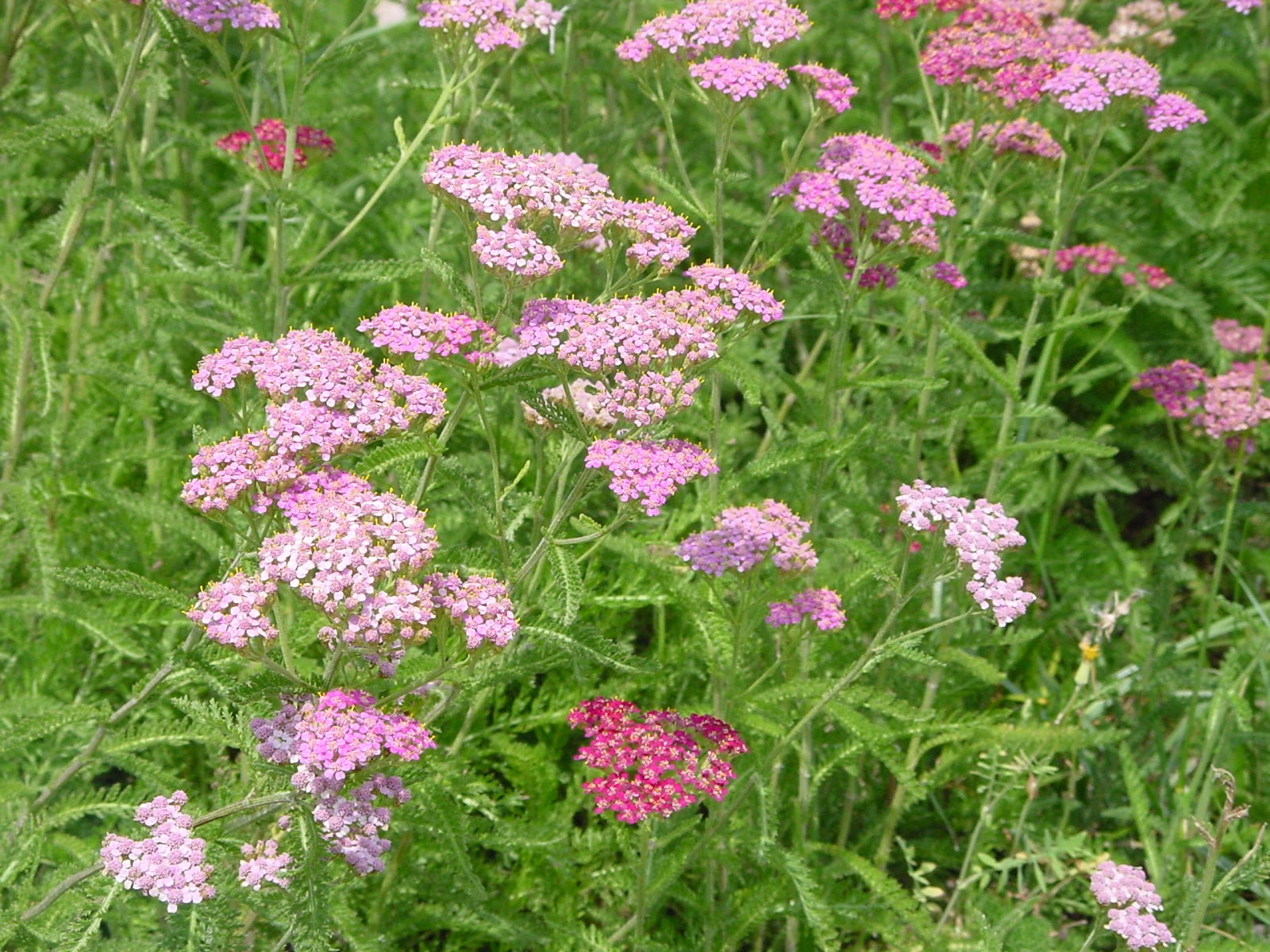 Jardineria Eladio Nonay: Jardinería Eladio Nonay: Césped Silvestre