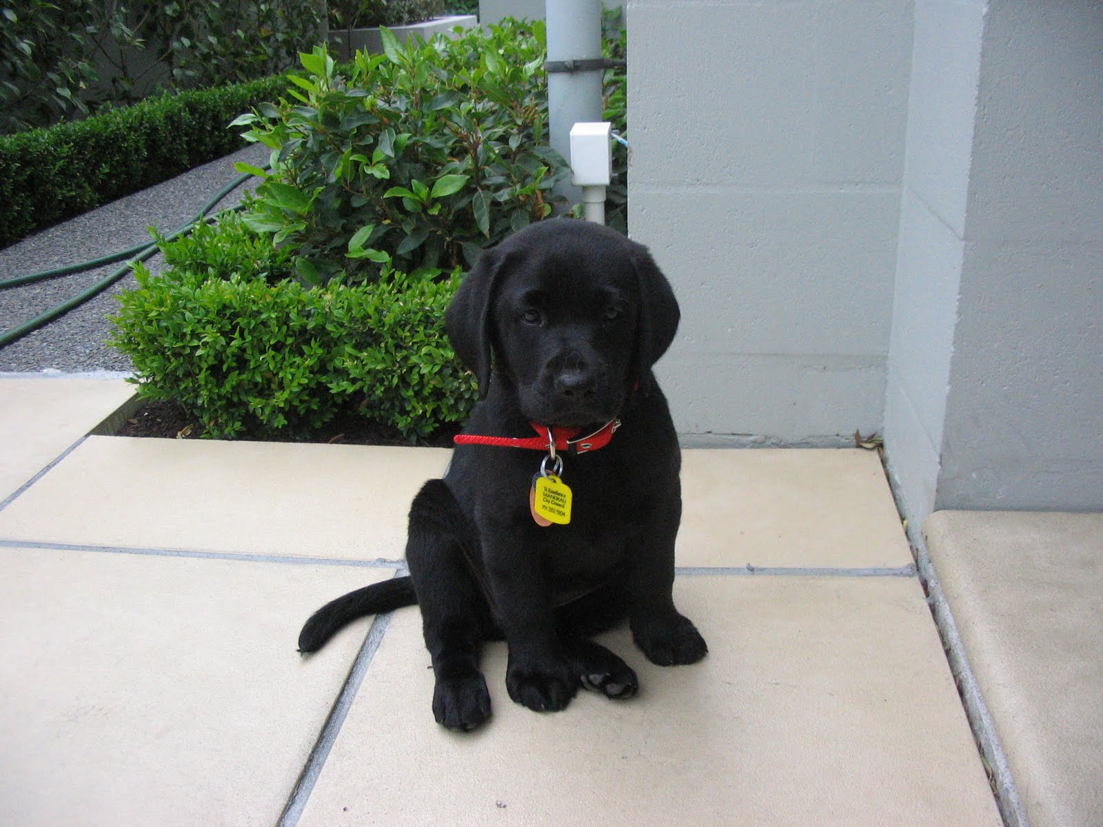 Buy Black Lab Puppies In Virginia USA