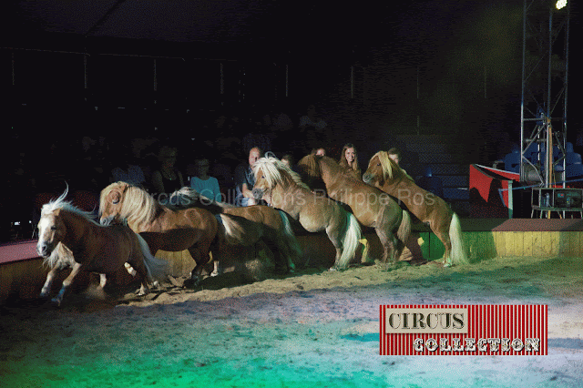 le números de poneys du cirque Busch