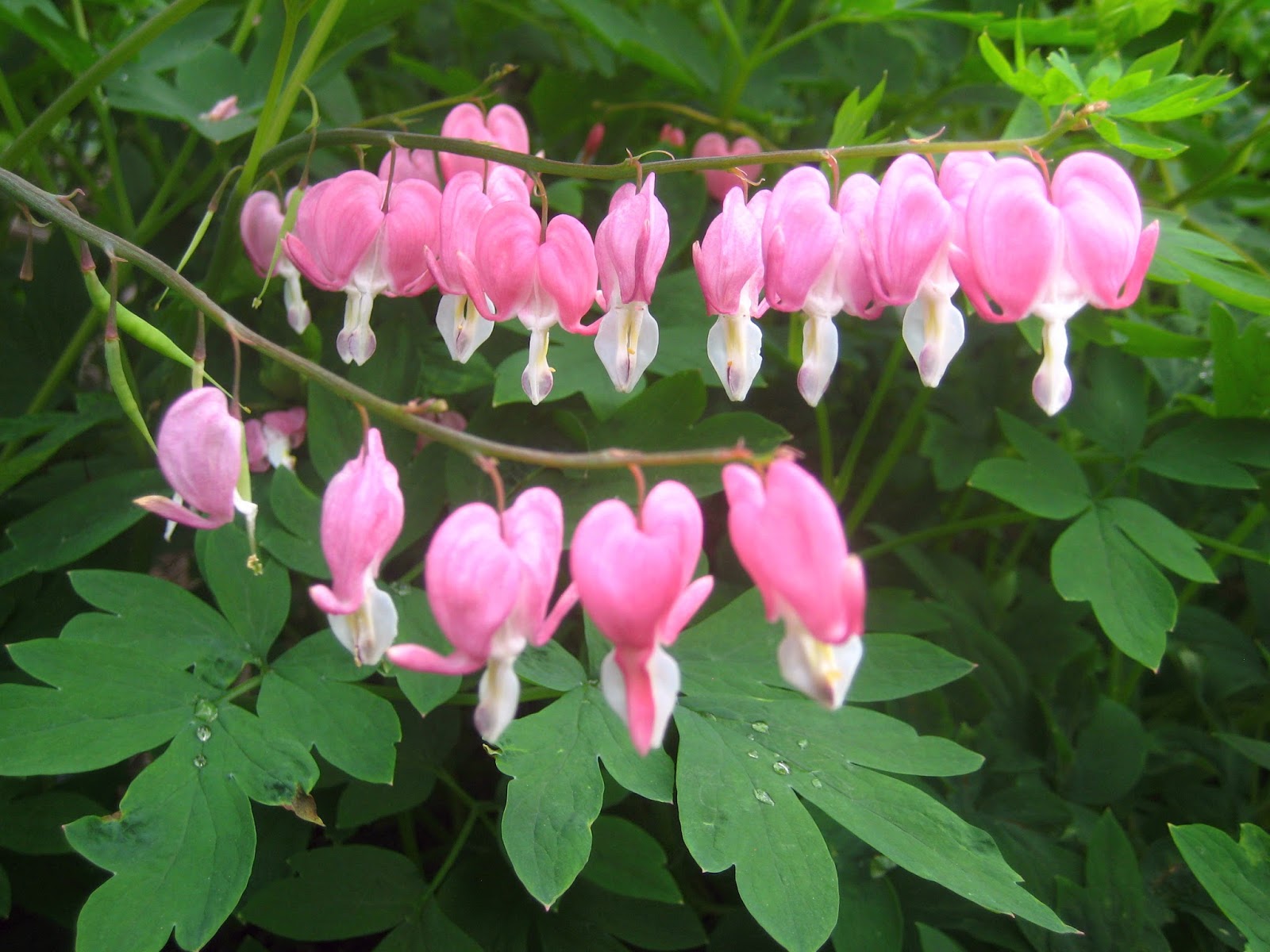 bleeding hearts
