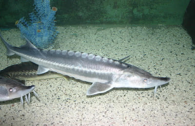 sturgeon sturgeon